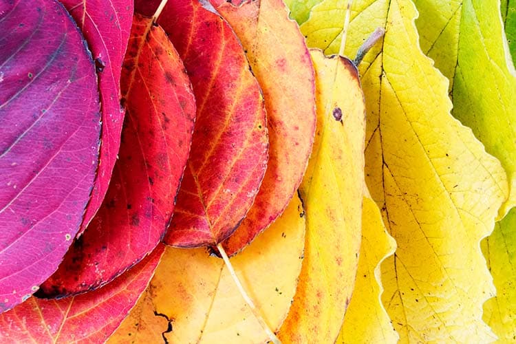 Diversiteit - blaadjesregenboog